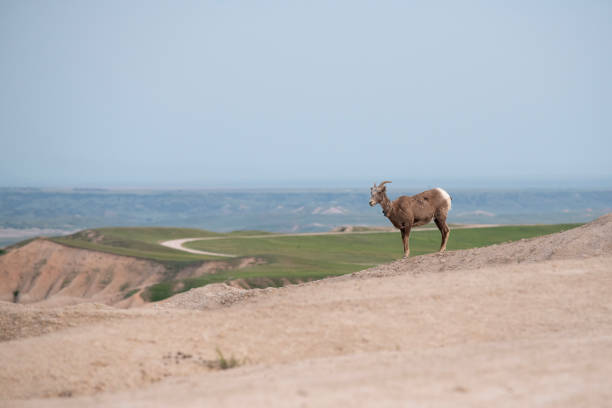 Young Bighorn sheep standing on rock