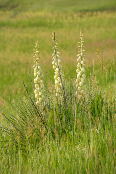 Blooming yucca in Badlands National Park, South Dakota, USA