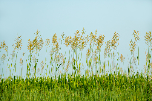 A background of a thick green grass under sunlight on wind