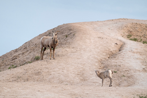 Mother and baby mountain goats in Badlands National Park, South Dakota, USA