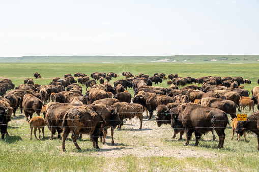 Bison farm, South Dakota, USA