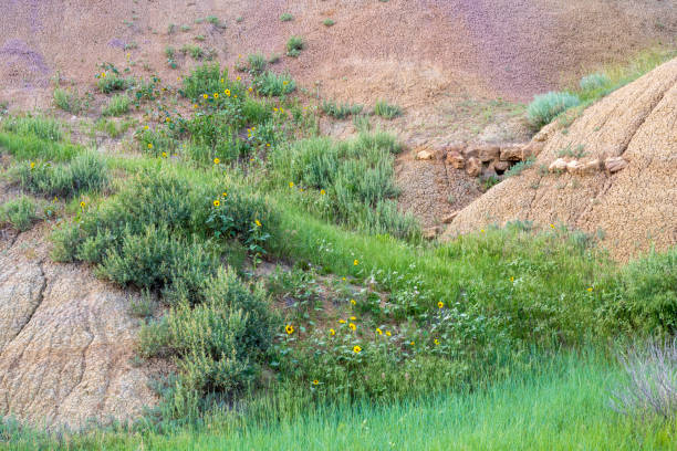 Blooming wild flowers in Badlands National Park, South Dakota, USA
