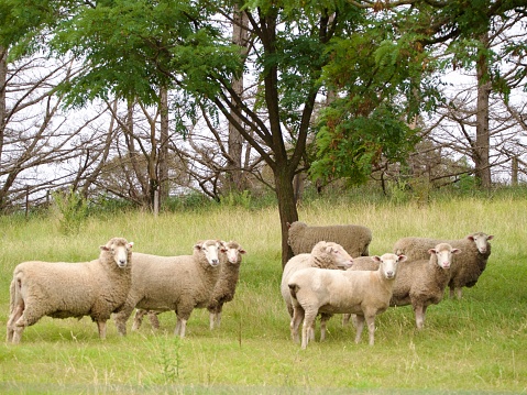 Landscape photo of a small flock of Australian sheep standing in a grassy farm paddock near a group of trees, near Armidale, NSW.