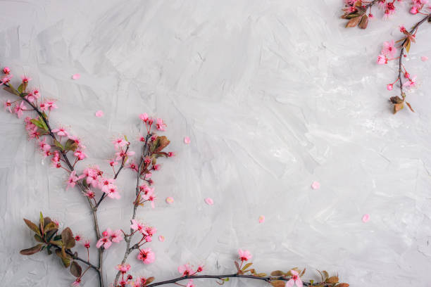 Spring flat lay with cherry blossoms and petals on gray concrete background. Top view, copy space