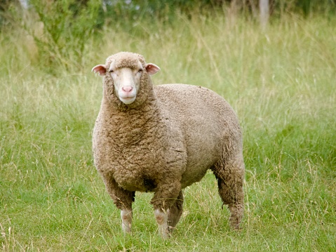 Landscape photo of an Australian sheep, standing in a grassy farm paddock near Armidale, NSW.