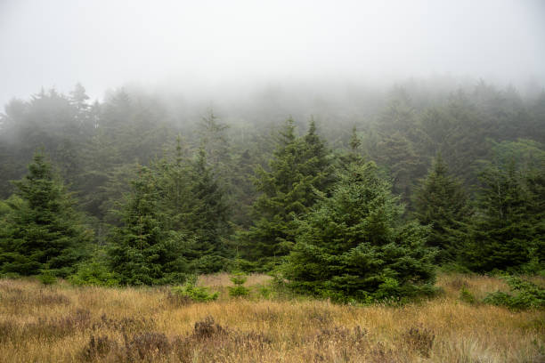 istock Fog Hangs Low Over The Edge Of Pine Forest In Dry Grass Field 2102931603