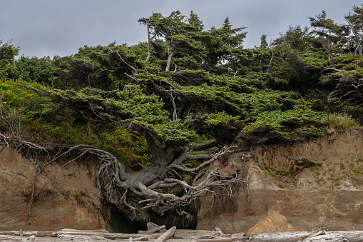 Gnarly Twists Of The Tree Of Life Cling To The Cliff Over Kalaloch Beach In Washington