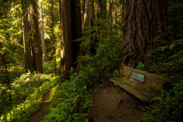 istock Narrow Trail Cuts Past Memorial Bench In Redwood 2102935205