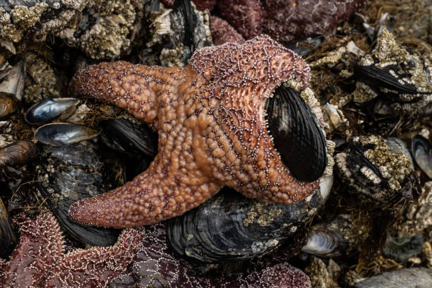 istock Ochre Sea Star Wrapping Around Mussel Shell At Low Tide 2102935726