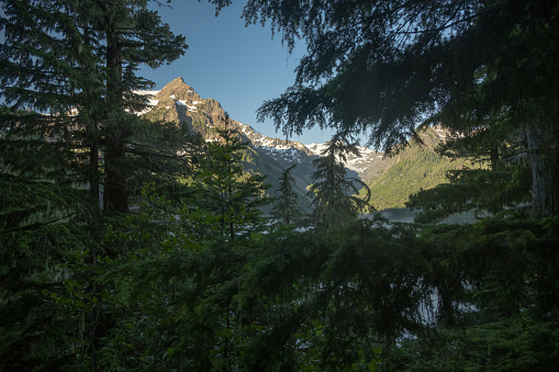 Peeking at Mount Olympus Through Pine Trees from the Hoh River Trail