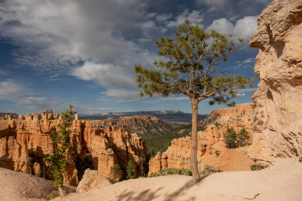 istock Small Pine Tree Sits At The Edge OF Dirt Trail In Bryce 2102943028