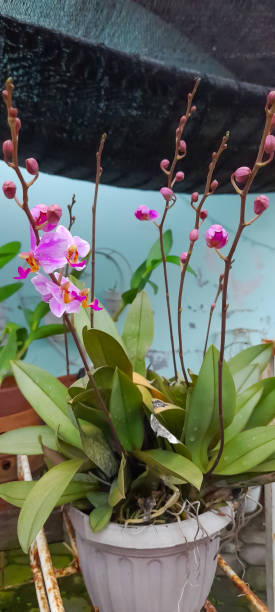 istock phalaenopsis schilleriana orchids 2102946133