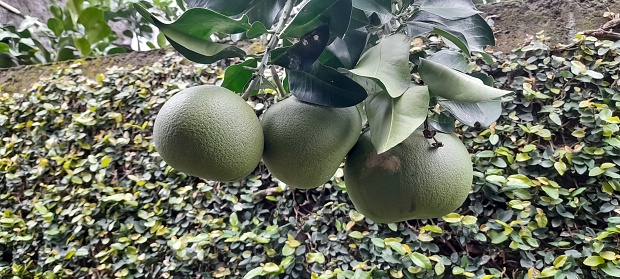 Pomelo, ripening fruits of the pomelo, natural citrus fruit, green pomelo hanging on branch of the tree on background of green leaves. Called Jeruk Bali in Indonesia.