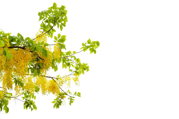 Cassia fistula flower on tree