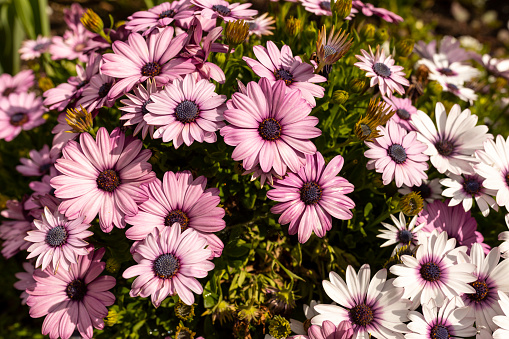 Many Purple Pink And White Osteospermum Flower Outdoor, African Daisy Or Sunny Xena With Green Leaves. Blooming Evergreen Garden. Flora and Landscape Design. Botany Horizontal Plane High quality photo