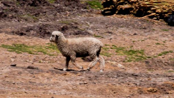 istock Lone sheep grazing in arid landscape 2102969787