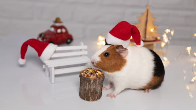 a guinea pig in a red hat eats a stump and seeds