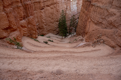 Tight Switchbacks Drop Down The Navajo Loop Trail In Bryce