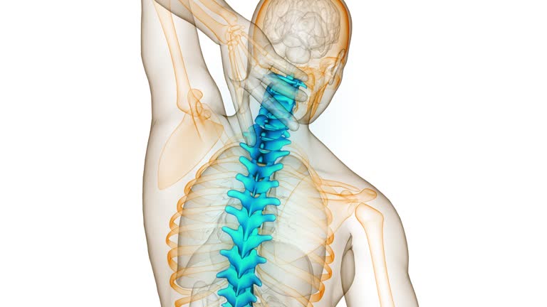 Spinal Cord Vertebral Column of Human Skeleton System Anatomy