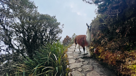 A lone llama graces the stone pathway of the Inca Trail, framed by the lush Andean greenery. This captivating image captures the essence of tranquility and the undisturbed natural beauty one encounters while exploring the ancient routes of Peru.
