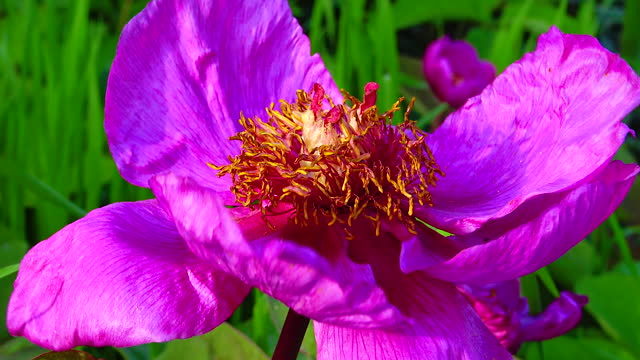 Close-up of a peony flower in a botanical garden, Ukraine