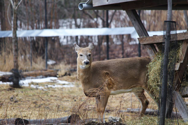istock Female deer ecomuseum in Montreal 2102995393