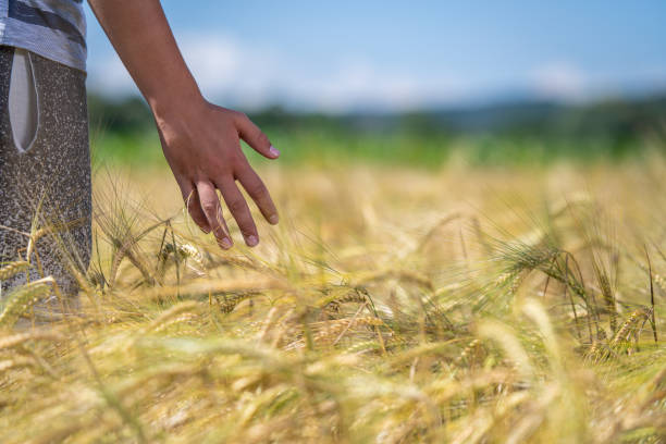 A boy holds a spike of hedgehog in his hand and admires it. A teenager runs his hand over an ear of barley in a field.
