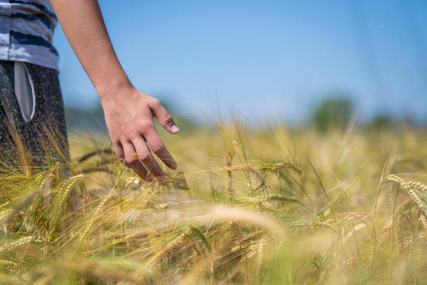A boy holds a spike of hedgehog in his hand and admires it. A teenager runs his hand over an ear of barley in a field.