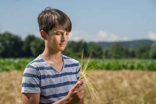 A boy holds a spike of hedgehog in his hand and admires it. A teenager runs his hand over an ear of barley in a field.