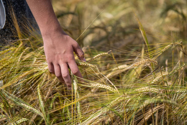 istock A hand in a barley ear in a field 2102999460