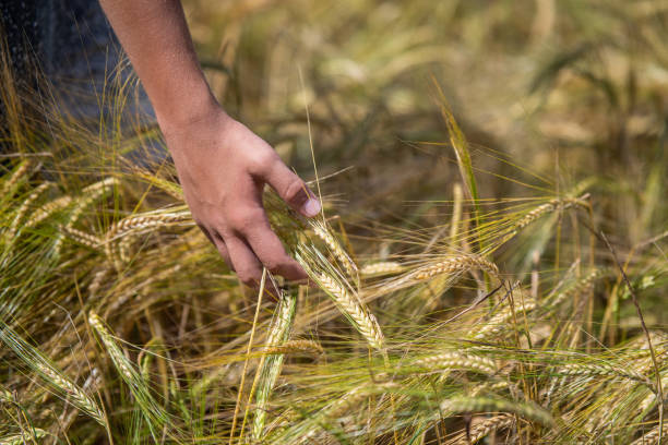 istock A hand in a barley ear in a field 2102999462