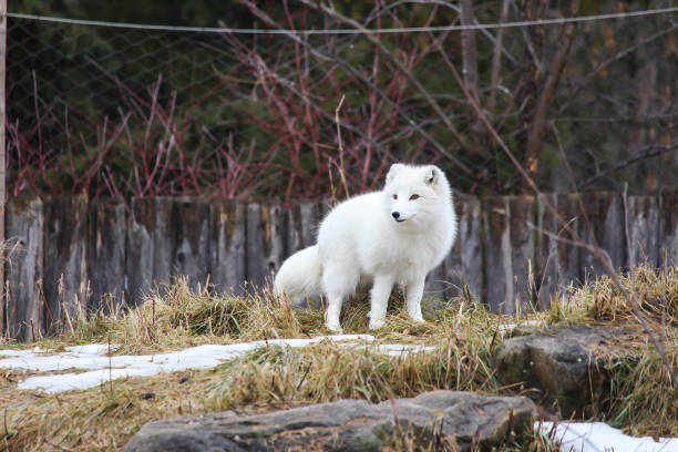 Arctic fox in zoo ecomuseum in Montreal