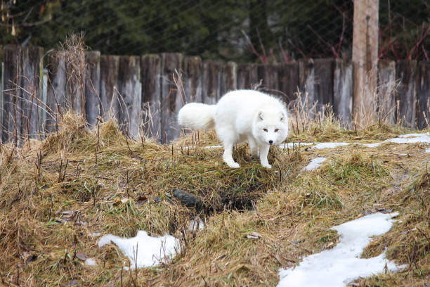 Arctic fox in zoo ecomuseum in Montreal