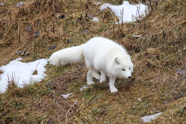 istock Arctic fox in zoo ecomuseum in Montreal 2103006993