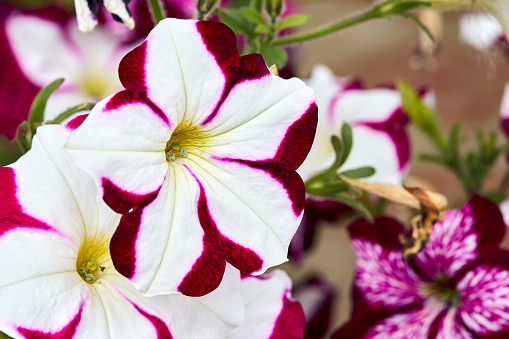 Petunia family Solanaceae subfamily Petunioideae flowers with white and pink red stripes star closeup, selective focus floral background.