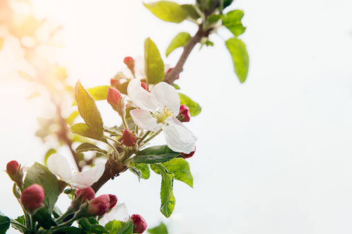 Blooming branches of apple tree on a background of blue sky, selective focus. Natural flowering background