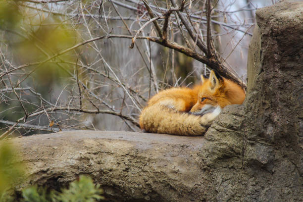 Black fox and red fox in zoo ecomuseum in Montreal
