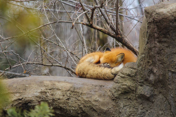 Woodland fox in tree branches.