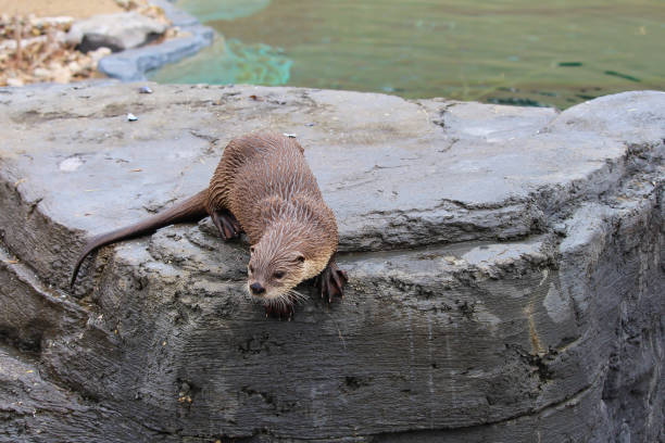 An Oriental small clawed otter (Aonyx cinerea). Also known as the Asian Small Clawed Otter.