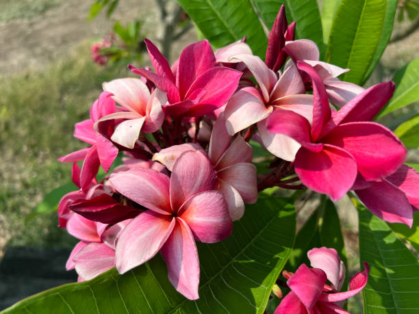 istock pink plumeria flower 2103029848