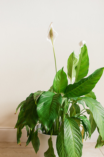 Peace Lily Plant also known as a Spathiphyllum 'Mauna Loa' plant in bright natural light. 


Spathiphyllum is a genus of about 40 species of monocotyledonous flowering plants in the family Araceae, native to tropical regions of the Americas and southeastern Asia. Certain species of Spathiphyllum are commonly known as Spath or peace lilies.

Several species are popular indoor houseplants. It lives best in shade and needs little sunlight to thrive, and is watered approximately once a week. The soil is best left moist but only needs watering if the soil is dry. The NASA Clean Air Study found that Spathiphyllum cleans indoor air of certain environmental contaminants, including benzene and formaldehyde.