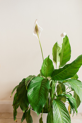 Peace Lily Plant also known as a Spathiphyllum 'Mauna Loa' plant in bright natural light. 


Spathiphyllum is a genus of about 40 species of monocotyledonous flowering plants in the family Araceae, native to tropical regions of the Americas and southeastern Asia. Certain species of Spathiphyllum are commonly known as Spath or peace lilies.

Several species are popular indoor houseplants. It lives best in shade and needs little sunlight to thrive, and is watered approximately once a week. The soil is best left moist but only needs watering if the soil is dry. The NASA Clean Air Study found that Spathiphyllum cleans indoor air of certain environmental contaminants, including benzene and formaldehyde.