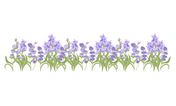 istock Decorative border of lavender flowers for your design. Vector illustration on white background. 2103051390