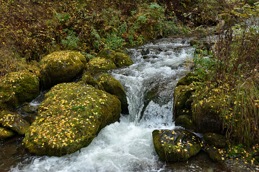 A small stream flows from the mountains along large moss-covered stones sprinkled with fallen leaves. Estyuba River, Altai, Siberia, Russia.