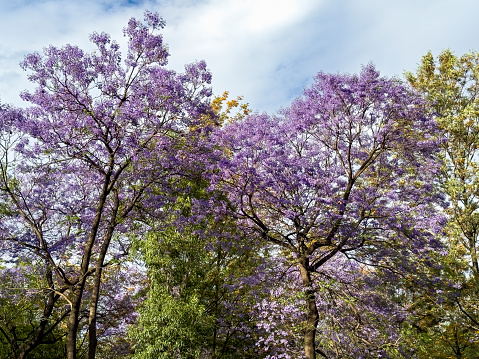 Spring time in Mexico City, Jacaranda trees at the Alameda Central, in the City’s downtown area