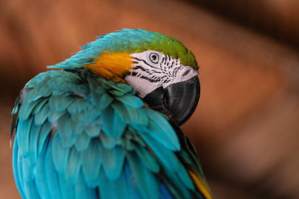 ara ararauna na floresta amazônica - parrot tropical bird gold and blue macaw amazon parrot - fotografias e filmes do acervo