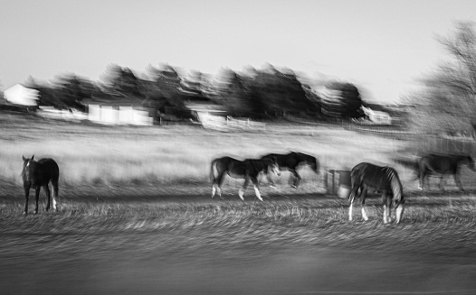 Black and white image of horses in a field