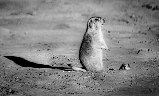 Two prairie dogs shown in black and white