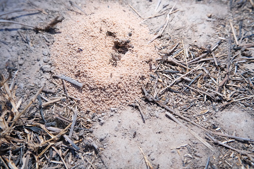 Close-up photo of a top view of an ant nest on the ground.