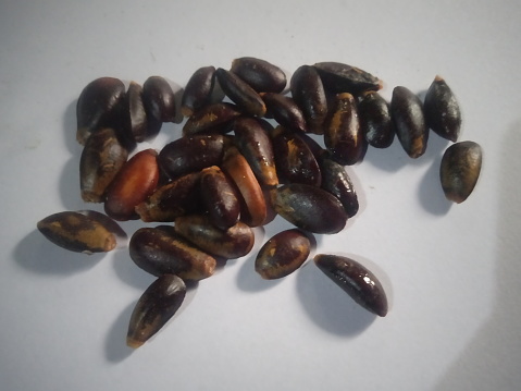 soursop seeds